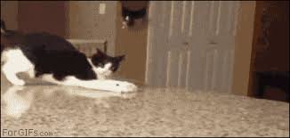 this possessed cat funny animals how to cat cute animals