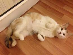 Eksi Duyuru Kedi Sorusu Bu Kiz Ne Zamandir Gebe Olabilir Capsli