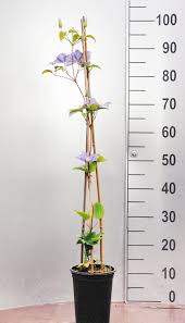 Maybe you would like to learn more about one of these? Waldrebe Fujimusume Clematis Fujimusume Gunstig Online Kaufen