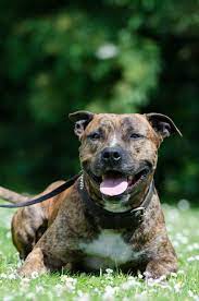 May 18, 2021 · the seal pitbull seems to have black fur when you first look at it, but in the sunlight or glow of bright light, their red and brown tones show off as long as it is bright enough for your eyes to capture that color shift. Brindle American Pit Bull Terrier Free Image Peakpx
