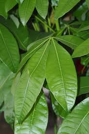 Image result for Pachira glabra