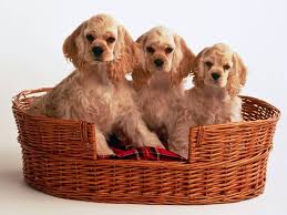 Il prezzo di un cucciolo di cane cocker varia dai 600 agli 800 euro, ma può raggiungere e superare anche i 1.000 €. Cuccioli Cocker Cuccioli Cani