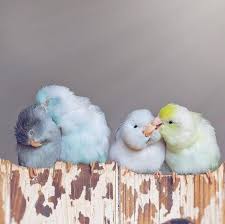 Maybe you would like to learn more about one of these? I Can Has Cheezburger Baby Birds Funny Animals Online Cheezburger