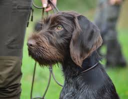 Deutsch Drahthaar German Wirehaired Pointer Short Haired Dogs Dog Breeds
