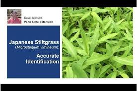 Image result for Microstegium