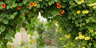 They are sometimes combined with other vines to create denser foliage. 10 Best Flowering Vines And Vining Plants For Your Garden