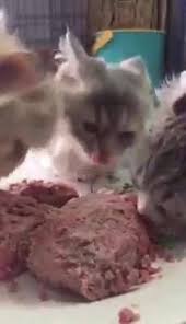 Maybe you would like to learn more about one of these? Makanan Kucing Yang Daging Untuk Kucing Rm7 Sekilo