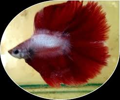 Helo This Is A Siamese Double Tail Halfmoon Betta Male There Is More Variety Of This Type Of Betta In My Shop So Please Come Halfmoon Betta Betta Pasir Ris