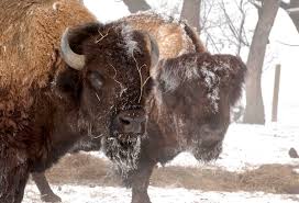 Sok hasonló jelenet közül választhat. Cu Boulder On Twitter Snow Day The Cuboulder Campus Will Be Closed Wednesday March 13 2019 Due To Winter Weather Conditions Cowx Stay Safe And Warm Buffs Updates At Https T Co K9tjgel2sc Https T Co Po4eq7b12h