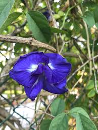 Image result for Clitoria ternatea