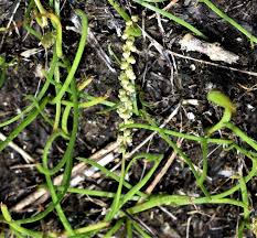 Image result for Triglochin striata