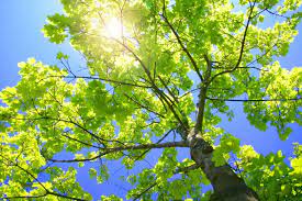 On Psalm 27 Paula Wiseman Best Shade Trees Sycamore Tree Shade Trees