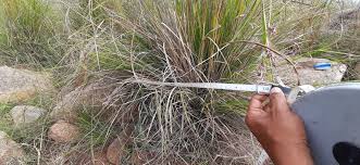 Image result for Cymbopogon caesius