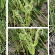 Image result for Habenaria tentaculigera