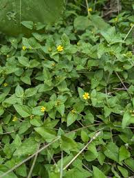 Image result for Calyptocarpus vialis