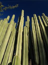 Image result for Lophocereus marginatus