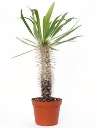 Image result for Pachycarpus eximius