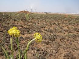 Image result for Aspidoglossum hirundo