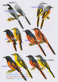 Perbedaan blackthroat jantan dan betina om kicau : Burung Sepah Atau Pericrocotus Kenali Lebih Dekat Om Kicau