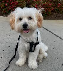 Just saw a black and brown dog walking near the