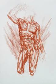 Male anatomy reference and perspective tips by devianttear on deviantart. Michael M Hensley Master Draftsman Of The Human Form Artistic Anatomy Humanis Anatomicae