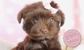 Beautiful rare colors merle yorkipoos. Teacup Yorkie Poo For Sale Pets Lovers