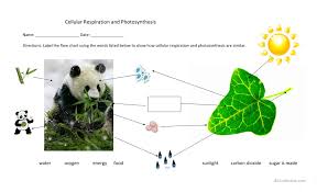 Cellular Respiration And Photosynthesis Flow Chart English