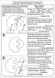 High School Biology Enzyme Worksheet Pack Biology Worksheet Biology Resources High School Biology