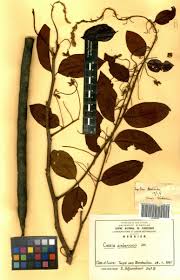 Image result for Cassia sieberiana