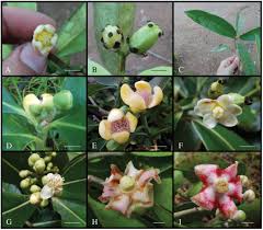 Maybe you would like to learn more about one of these? Playing The Taxonomic Cupid Matching Pistillate And Staminate Conspecifics In Dioecious Clusia Clusiaceae