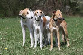 Longhaired Whippet Long Haired Whippet Whippet Dog Dogs