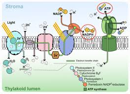 Unlike the centrosomes in animal cells, plant cell centrosomes do not have centrioles. Where Does Photosynthesis Take Place Ck 12 Foundation