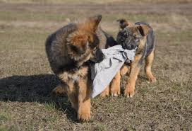 We did not find results for: Sable German Shepherd The Ultimate Breed Guide All Things Dogs All Things Dogs