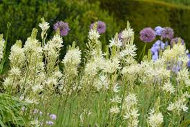 Image result for Lankesteria alba