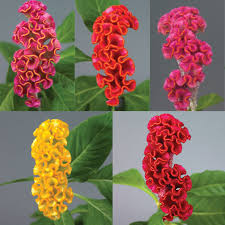Image result for Celosia nervosa