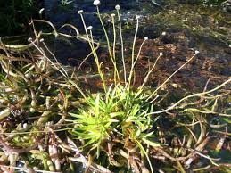 Image result for Eriocaulaceae