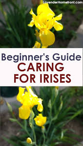 Iris plants, members of the genus iris, produce showy, delicate blooms in the spring held high. Planting And Caring For Irises Iris Flowers Purple Iris Flowers Iris Flowers Garden