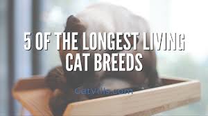 I had a mother and son pair that lived to be 19 years. 5 Of The Longest Living Cat Breeds Youtube