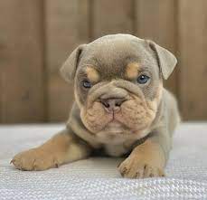 French bulldog puppies for sale and dogs for adoption in minnesota, mn. Teacup English Bulldog Puppies For Sale Near Me Teacup English Bulldog Puppies For Sale Near Me