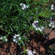 Image result for Pentanisia