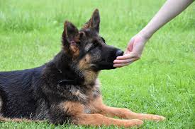 German shepherd puppies should be fed 500 calories a day, with an increase in the calorie levels as they grow. 7 Best Foods For A German Shepherd Puppy 2021 Reviews