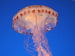Sea animal trivia questions and answers: Fun Under The Sea Animals Quiz Online Interactive Free Quiz For Kids