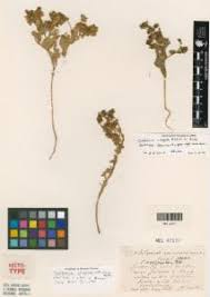 Image result for Crotalaria sphaerocarpa