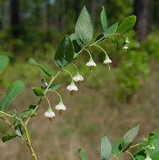 Image result for Vaccinium stanleyi