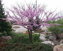 15 to 25 feet tall and wide. Cercis Redbud At Portland Nursery And Garden Center