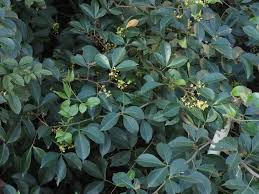 Image result for Toddalia simplicifolia