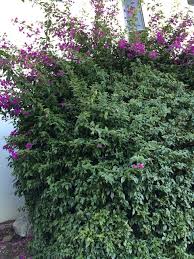 Click on image to view plant details. What Is The Name Of This Large Bush With Purple Flowers Flowering From The Flowers Forums
