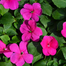 Image result for Impatiens purpureoviolacea