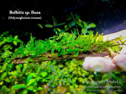 Image result for Didymoglossum erosum