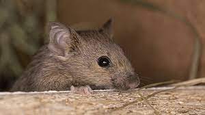 Facts About Mice Can Mice Swim How Fast Can They Run